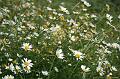 Field of daisies, Olinda Arboretum I